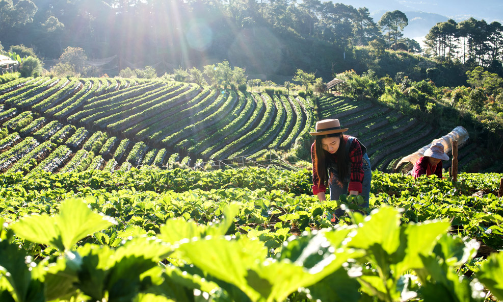 KL – CAMERON HIGHLANDS