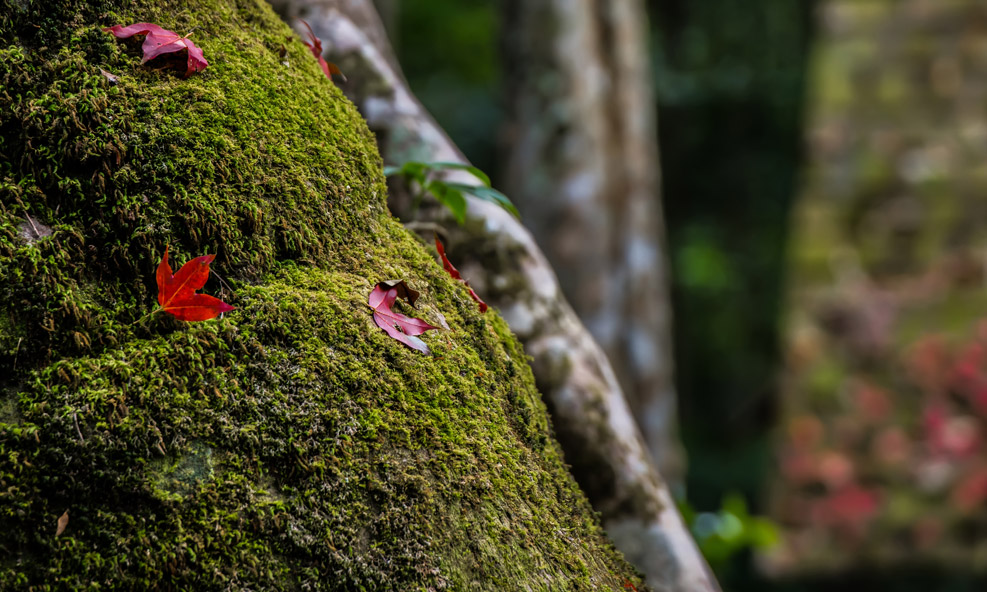 KL – CAMERON HIGHLANDS - Image 2